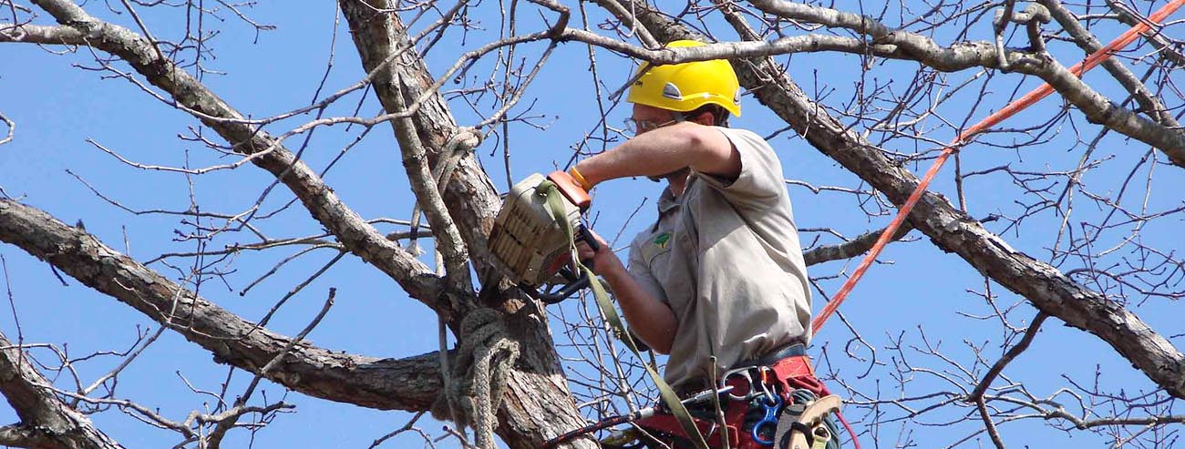 Спил і обрізання  дерев