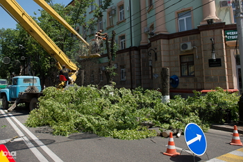 Спил і обрізання  дерев