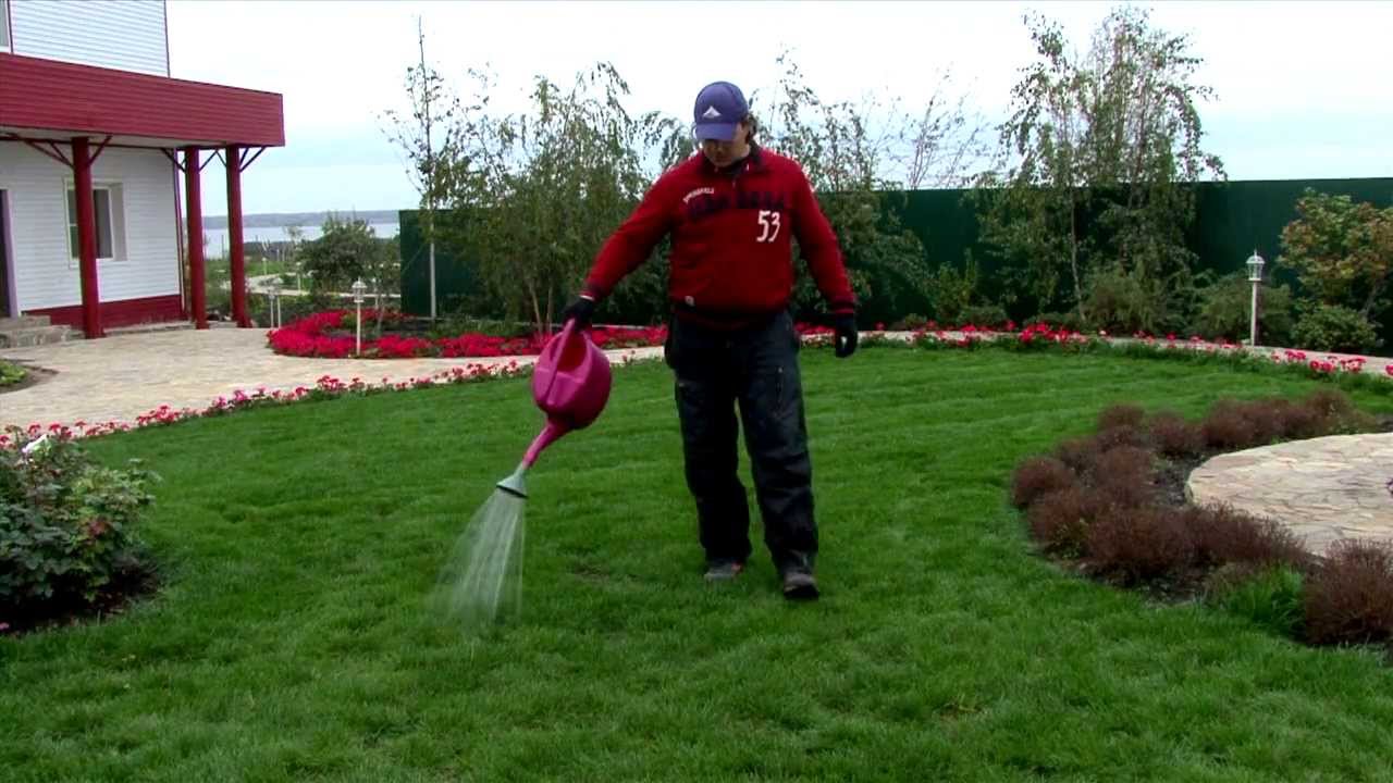 Догляд за газоном: базові правила, сезонні рекомендації та поради експертів