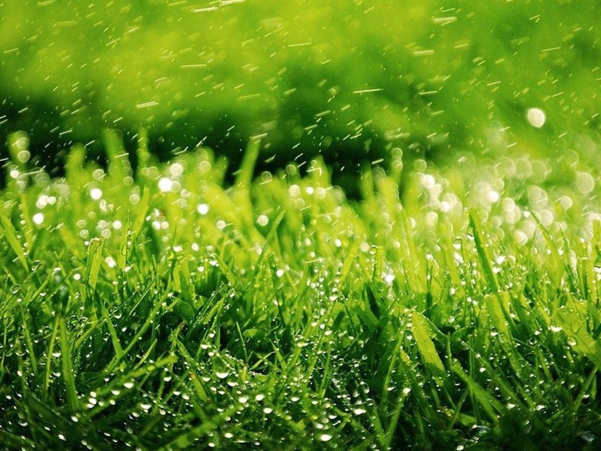 Догляд за газоном: базові правила, сезонні рекомендації та поради експертів