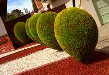 Декоративні чагарники