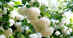 Декоративні чагарники