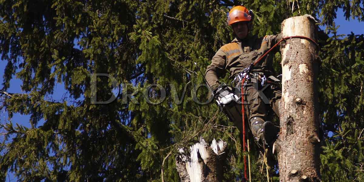 Як правильно спиляти сухе дерево