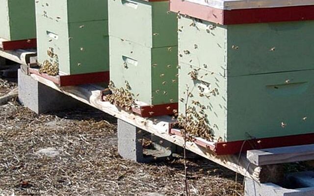 Вулик своїми руками - кілька моделей з кресленнями та інструкціями