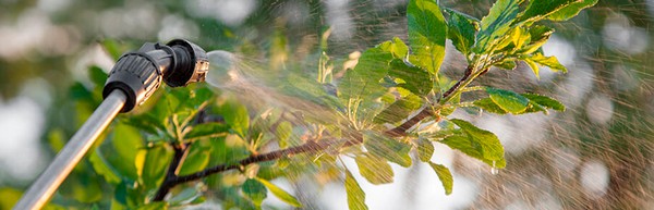 Як і чим обприскувати рослини?