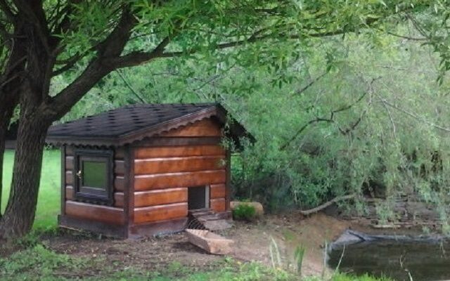 Як побудувати пташник для качок своїми руками - поради птахівникам-початківцям