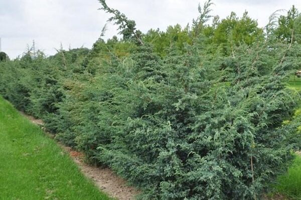 Ялівець Блю Альпс - вічнозелена прикраса саду: догляд