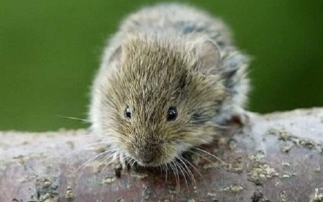 Який утеплювач не гризуть миші - вибираємо утеплювач